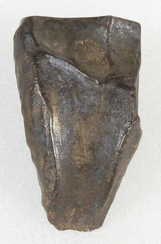 Triceratops Shed Tooth - Montana #46128